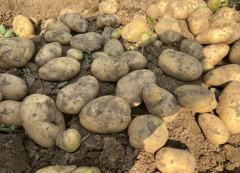 西吉县无人机飞防作业现场演示会在马铃薯全程机械化生产示范园区举办