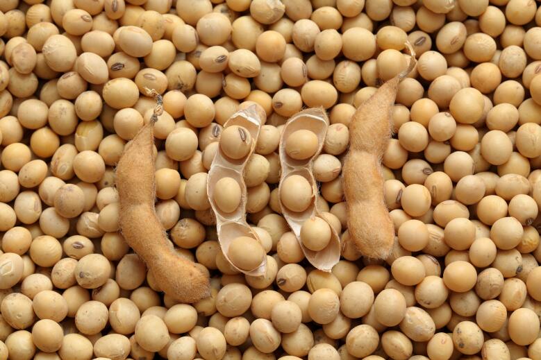 【政策解读】甘肃省2025年惠农财政补贴“一卡通”政策之大豆玉米带状复合种植补助